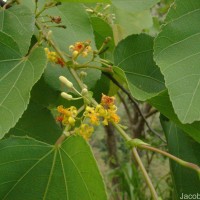 Grewia tiliifolia Vahl
